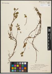 Foto von Salix nummularia Andersson x Salix reptans Rupr.